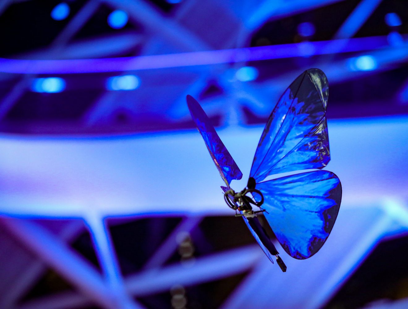 air_butterflies_img_6_airstage